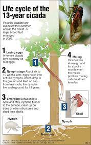 A look at the eventful life cycle of the periodical bug. Cicada Life Cycle Pictures Cycle Pictures Life Cycles Cicada