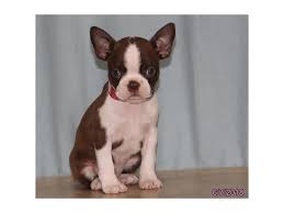 At just $800, get a new family member from the. Boston Terrier Dog Female Seal White 2104171 Petland Carriage Place
