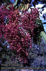 Image result for Hagenia abyssinica