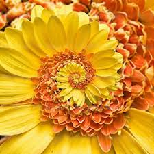 Maybe you would like to learn more about one of these? Egrow 30pcs Bag Miracle Daisy Seeds Hardy Bonsai Plants New Arrival Rare Flower Seeds Ornamental Flowers Super Easy Grow In Gard