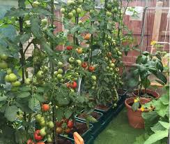 Sistim pertanian konvensional di perkotaan membutuhkan lahan luas. 16 Desain Taman Minimalis Belakang Rumah Banyak Pilihan Mempercantik Taman Rumah123 Com