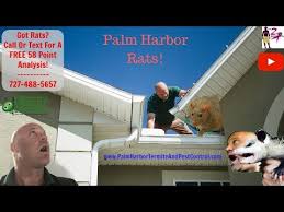 Tampa bay's premium pest control company. Get Rid Of Rats In Attic W O Poison Palm Harbor Termite Pest Control