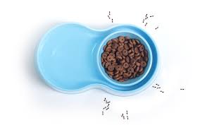 Tapi makanan berlebih ini biasanya mengandung cukup karbohidrat dan sedikit protein. Elakkan Semut Menghurung Makanan Kucing Dengan Tips Ini The Mamamiaow