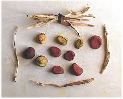 Image result for Cola clavata