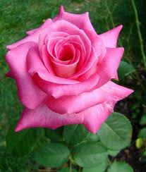 Pin On Rosas 4