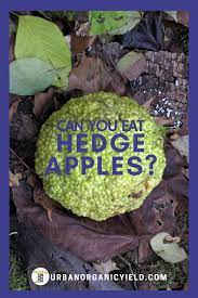 Mar 16, 2020 · are hedge apples edible for humans or livestock? Can You Eat Hedge Apples Hedge Apples Hedges Apple
