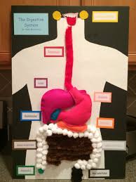 3 D Digestive System Body Systems Activities Human Body Systems Activities Digestive System