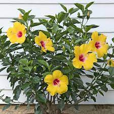 Tropical Hibiscus Hollywood Chatty Cathy Hibiscus Plant White Flower Farm Plants