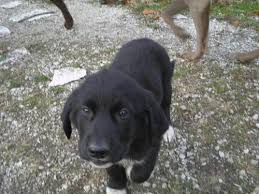 Maybe you would like to learn more about one of these? Lab Great Pyrenees Mix Puppy For Sale In Milan Indiana Classified Americanlisted Com