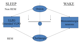 Orexin A Key Neurotransmitter In Sleep Regulation Sleephub