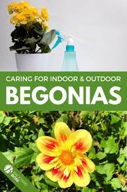 Begonia Guide How To Take Care Of A Begonia Plant Plants Begonia Educational Garden