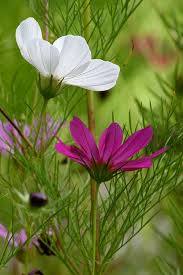We did not find results for: Earths Kiss Cosmos Flowers Plants Pretty Flowers