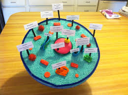 3d Model Of An Animal Cell Dylan S 6th Grade Project For Science Cells Project Plant Cell Project Animal Cell Project