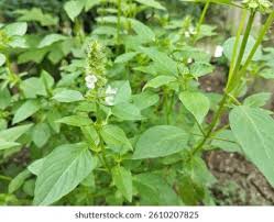 Image result for Ocimum americanum