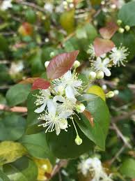 Image result for Eugenia uniflora