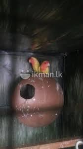 African Love Bird Lutino Animals Pets Sri Lanka African Love Pets Animals