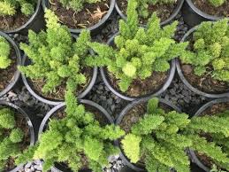 Top 5 Des Plus Belles Fougeres Pour Une Maison Verte En 2020 Cultiver Jardin Potager Jardiner Malin