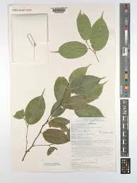 Image result for Afrostyrax