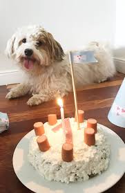 Hundegeburtstag Mit Hackfleischtorte Hunde Kuchen Hund Geburtstagskuchen Hund Geburtstag