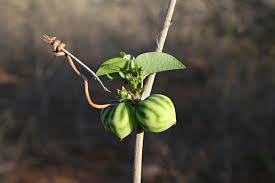 Image result for Adenia fruticosa