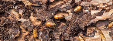 Der borkenkäfer an fichte ist nicht nur für den wald eine gefahr, gartenbesitzer müssen ihre fichten im garten ebenfalls im auge behalten. Der Borkenkafer Forstschadlinge Begunstigt Durch Monokulturen