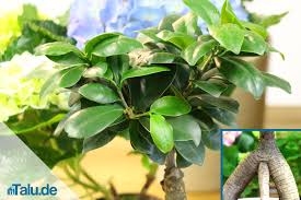 Who love gardening with bonsai ficus ginseng? Ficus Ginseng Pflege Anleitung Und Fehler Vermeiden Talu De