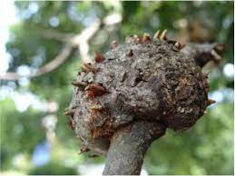 Horned Oak Gall Tree Diseases
