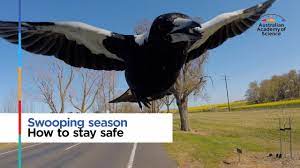 • the video of a young australian boy being attacked by a magpie has gone viral. Swooping Season How To Stay Safe Youtube