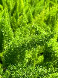 Image result for Asparagus natalensis