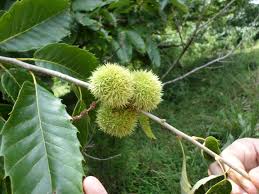 Tree leaves may vary in size on the same tree. American Chestnut Tragedy Hunters Valley Farm