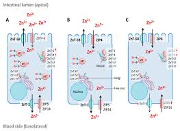 Optiunile automate de consultare sold/operatiuni; Nutrients Free Full Text A Guide To Human Zinc Absorption General Overview And Recent Advances Of In Vitro Intestinal Models Html