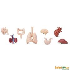 ¿cuáles son las partes del cuerpo humano? S766904 Organos Cuerpo Humano 48 Pcs Axse El Mundo De Figuras De Comic