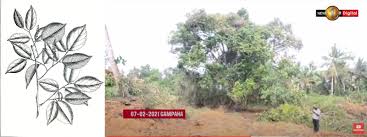 Image result for Crudia