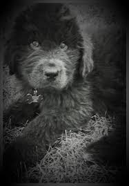 Black And Grey Dog 10 Wks Old Gray Newfoundland Puppy Large Dog Breeds Grey Dog Big Dogs