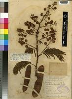 Image result for Acacia schweinfurthii
