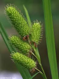 Image result for Carex johnstonii