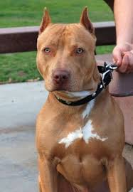 Pin Em Pit Bull