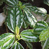 149 croton plant stock video clips in 4k and hd for creative projects. 1