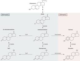 A chemical messenger between nerve cells in the brain. Estrogen And Androgen Signaling In The Pathogenesis Of Bph Nature Reviews Urology