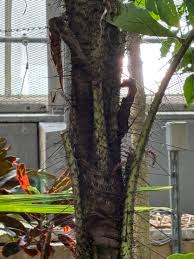 Image result for Aiphanes horrida