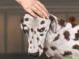We did not find results for: 4 Ways To Identify A Dalmatian Wikihow