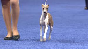 The goals and purposes of this breed standard include: Italian Greyhound 2019 National Dog Show Toy Group Nbc Sports