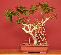 In addition, when your tomato plant's roots are showing, there is more likely to be a feast or famine situation. Aerial Root Wikipedia