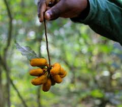 Image result for Carpolobia