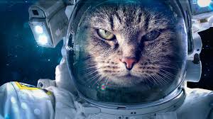 Wallpaper Space Suit Cat Astronaut Creative Picture 3840x2160 Uhd 4k Picture Image Astronaut wallpapers in ultra hd or 4k. wallpaper space suit cat astronaut