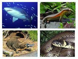 Maybe you would like to learn more about one of these? Pengertian Ciri Ciri Dan Contoh Hewan Ovipar Vivipar Dan Ovovivipar Materi Pembelajaran Sekolah Dasar