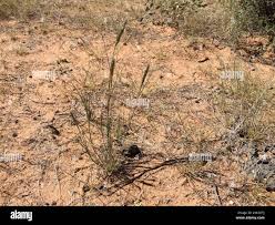 Image result for Enneapogon desvauxii