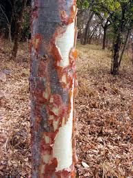 Image result for Sterculia africana