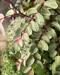 Image result for Breynia disticha