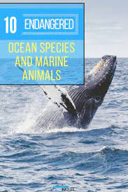 10 Endangered Ocean Species And Marine Animals Marine Animals Charismatic Megafauna Ocean Animals